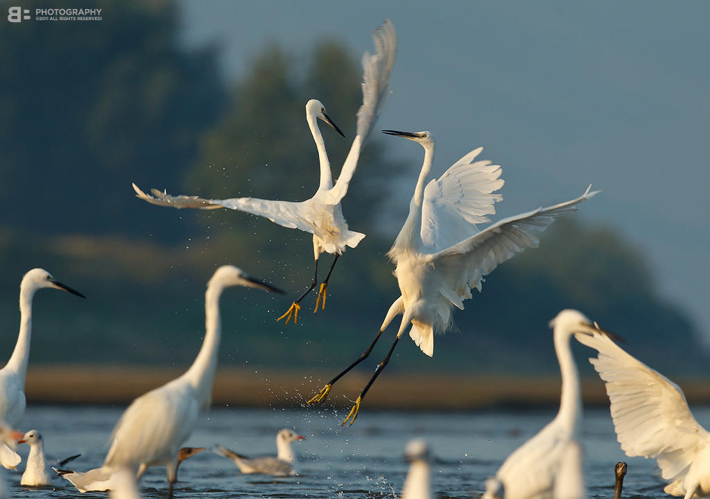 Air Dance by BogdanBoev