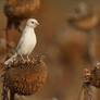 Albino Sparrow