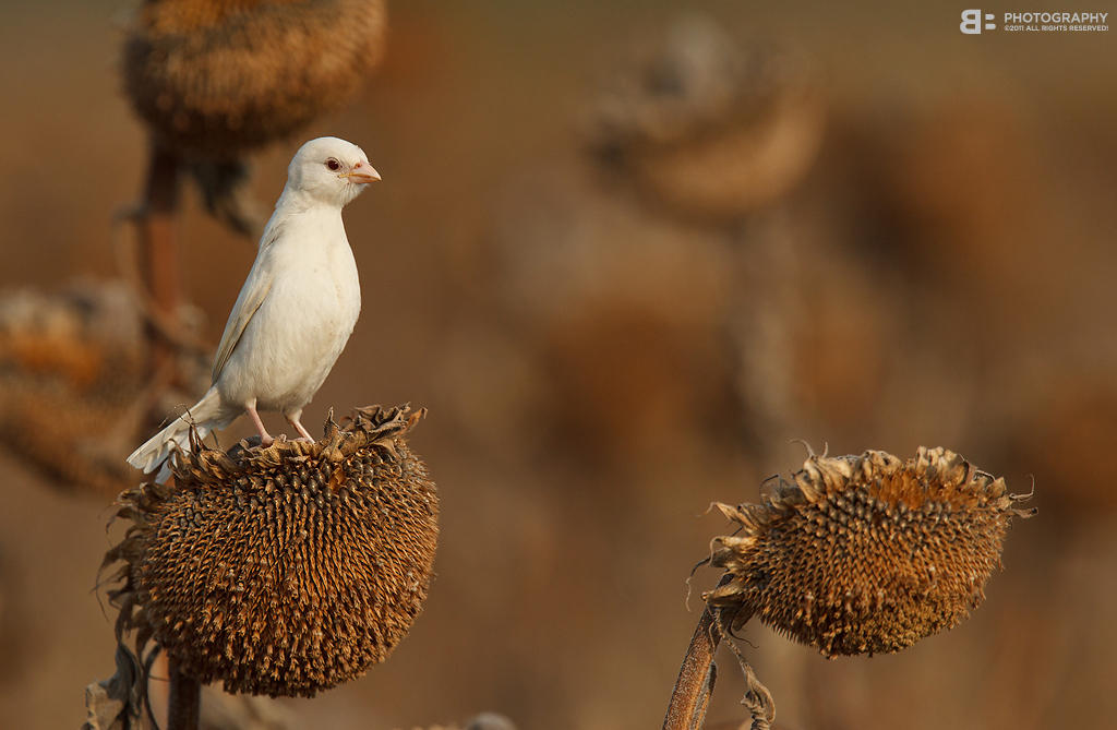 Albino Sparrow by BogdanBoev