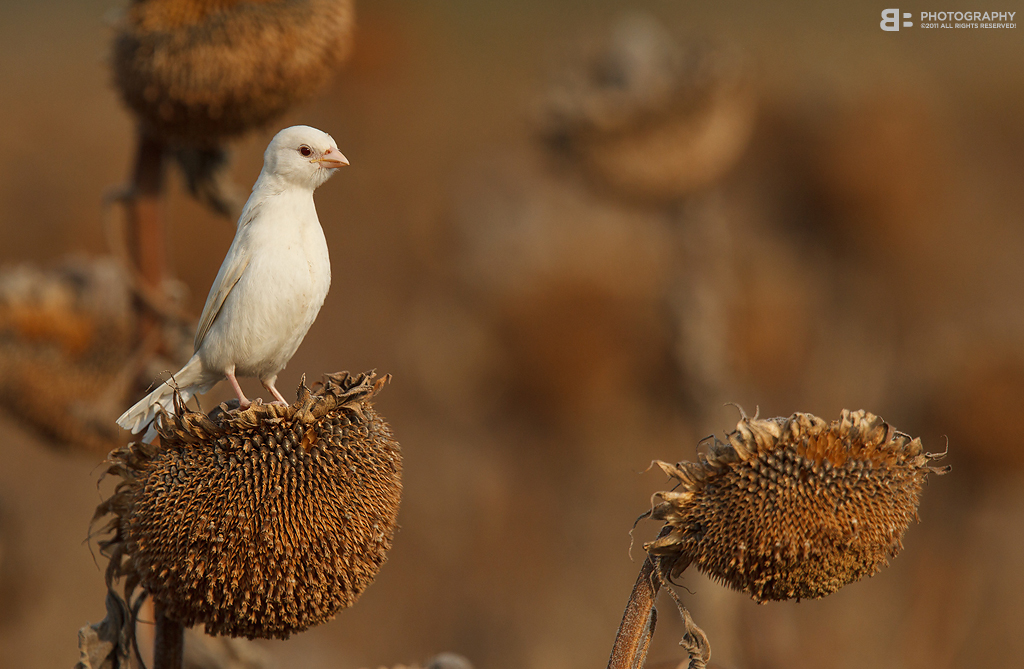 Albino Sparrow