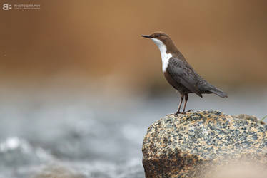 White-throated Dipper