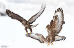 Snow Buzzards by BogdanBoev