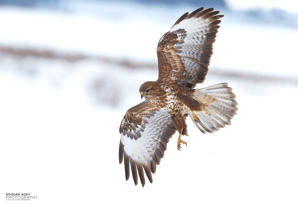 Common Buzzard