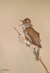 Great Reed Warbler by BogdanBoev