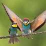 Bee-Eaters