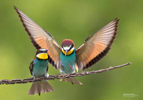 Bee-Eaters