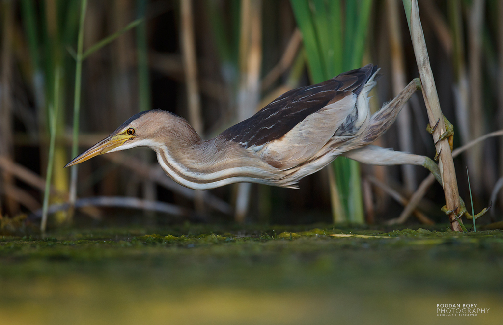 Acrobat Hunter