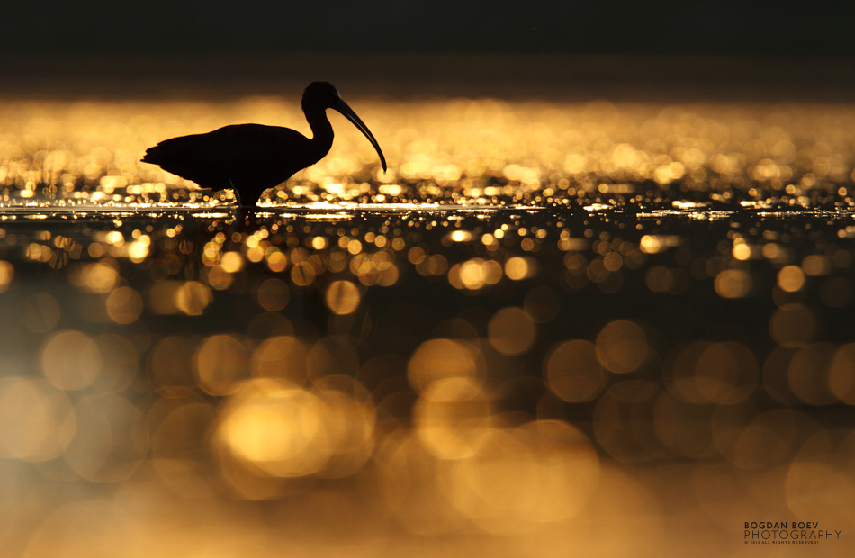 Glossy bird in glossy world by BogdanBoev Glossy bird in glossy world by BogdanBoev