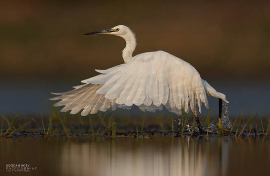 White Egret