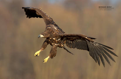 White-tailed Eagle