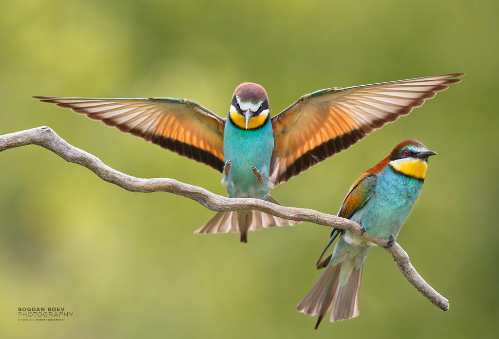 Bee eaters by BogdanBoev