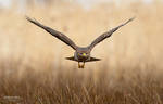 Common Buzzard by BogdanBoev