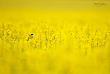 Yellow bird in yellow world!