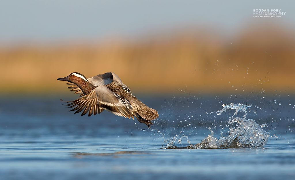 Splash by BogdanBoev