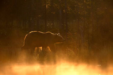 Pond Morning by BogdanBoev