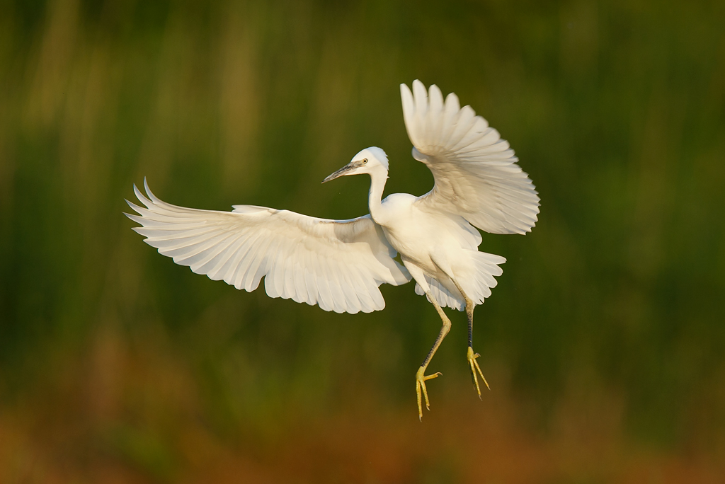 Little Egret