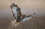 Wings by BogdanBoev