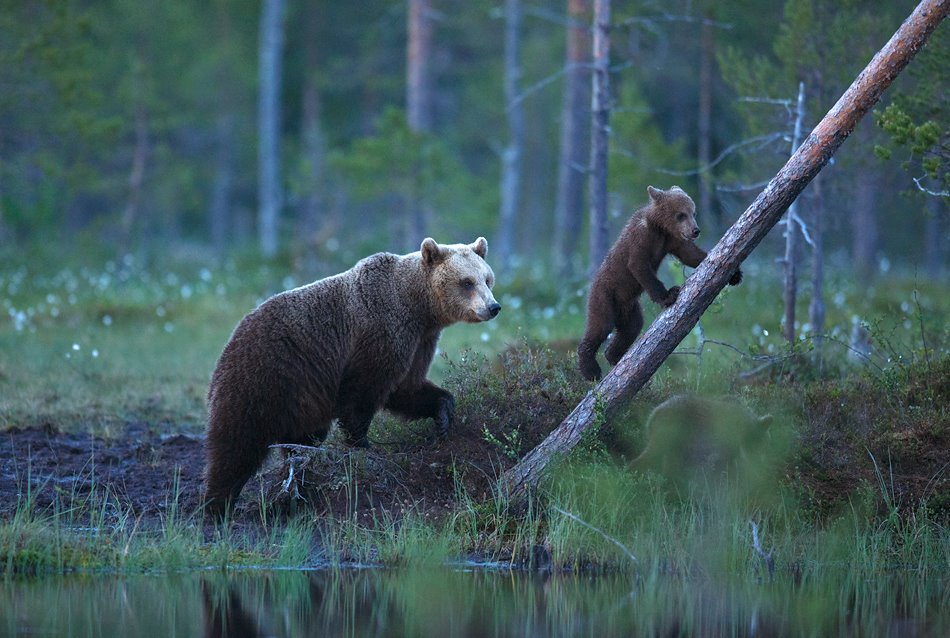 Natural Born Climber by BogdanBoev