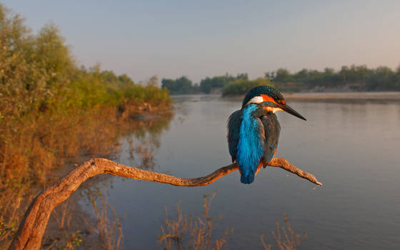 Habitat