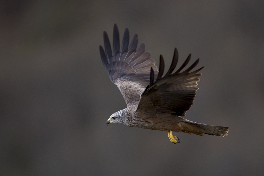 Black Kite