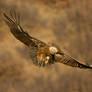 Griffon Vulture