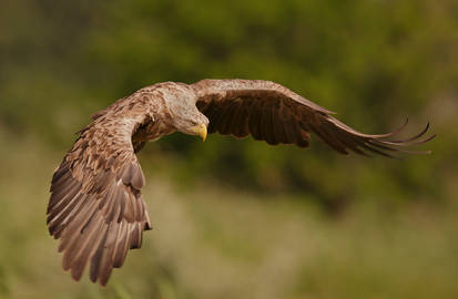 White-tailed eagle