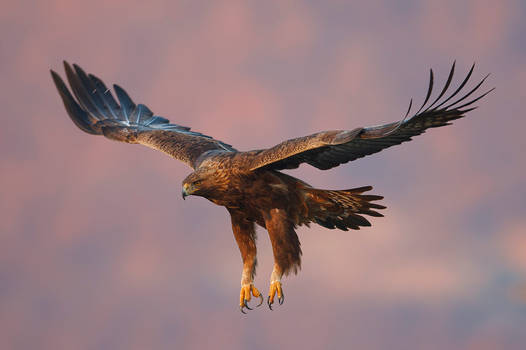 Golden Eagle