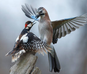 Arguing birds