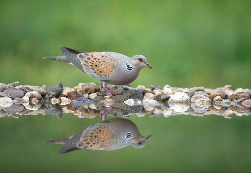 Turtle Dove