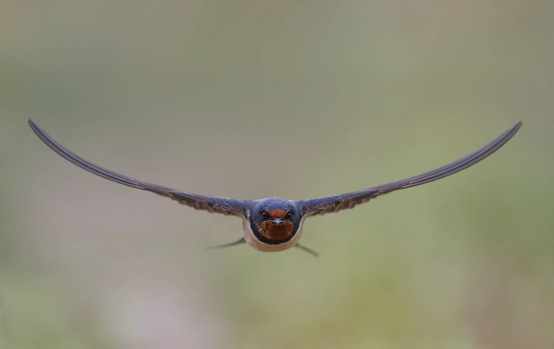 Barn swallow by BogdanBoev