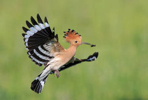 Hoopoe by BogdanBoev