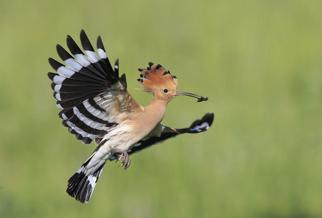 Hoopoe