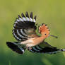 Hoopoe