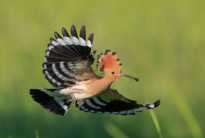 Hoopoe