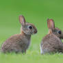 Young Rabbits
