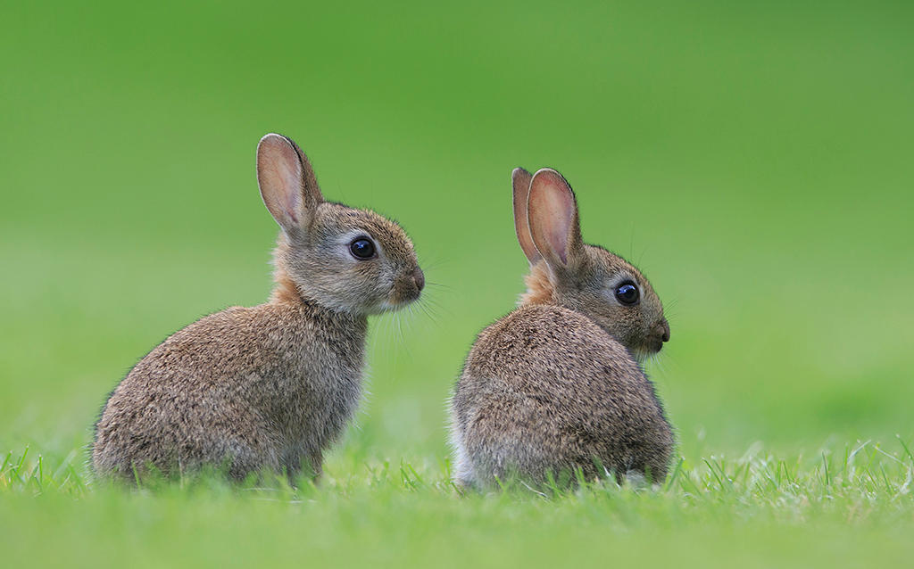 Young Rabbits by BogdanBoev