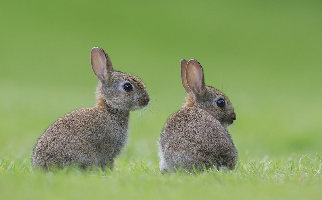 Young Rabbits