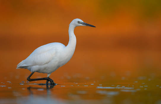 Little egret