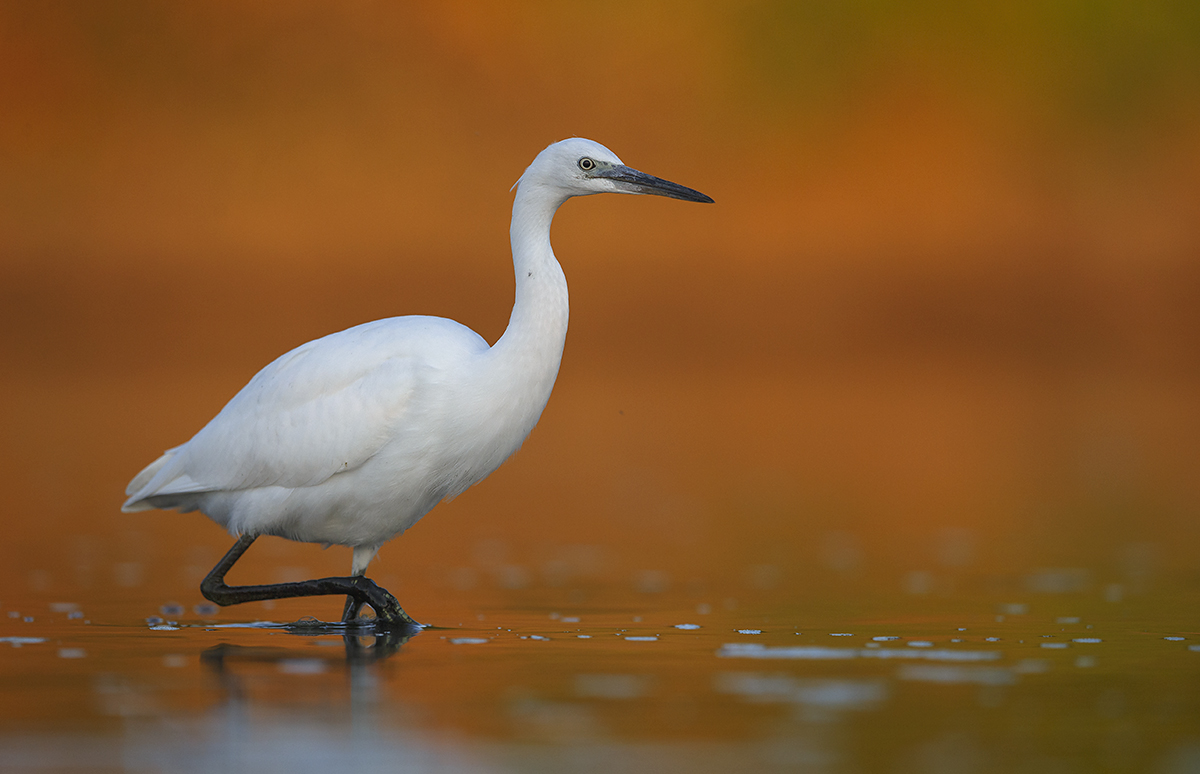 Little egret