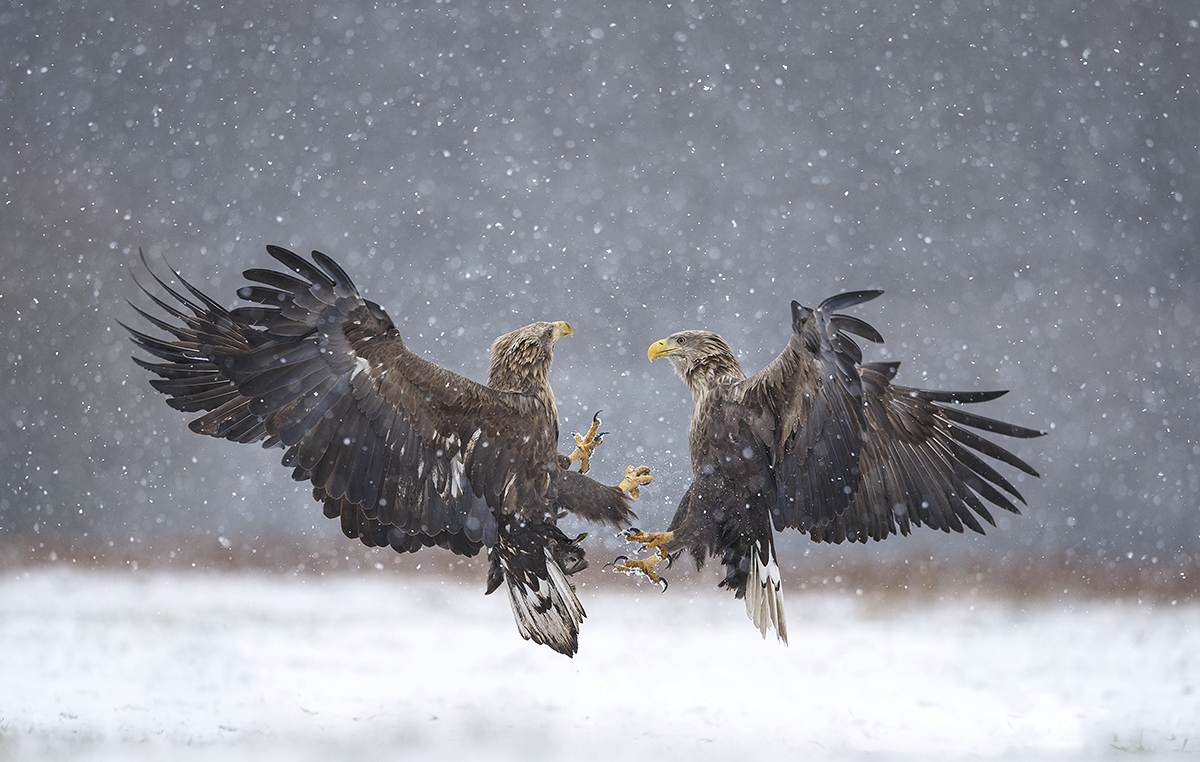 Snowy fight