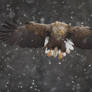 Snow-tailed eagle