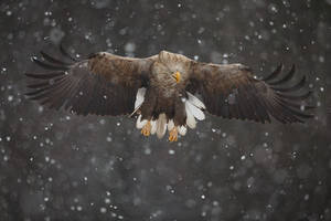 Snow-tailed eagle