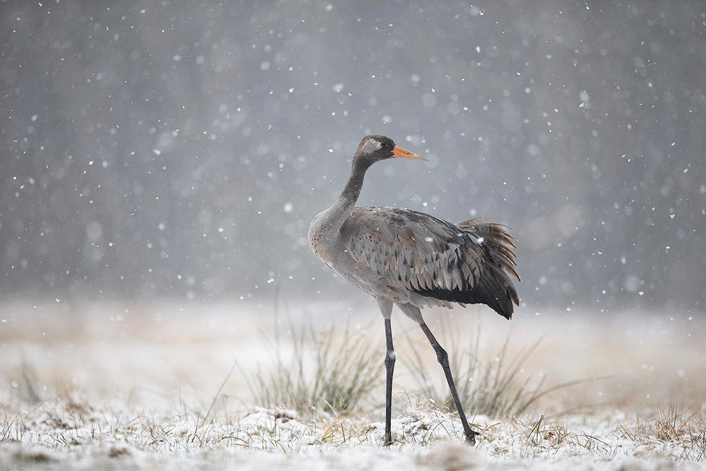 Common crane by BogdanBoev
