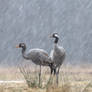 Common cranes