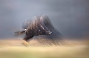 Eagle's spirit by BogdanBoev