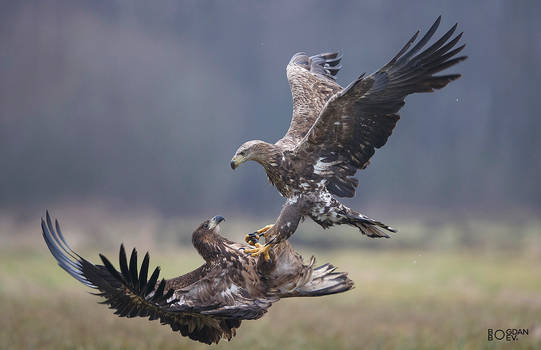 Acrobatic fighters