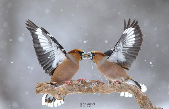 Hawfinches