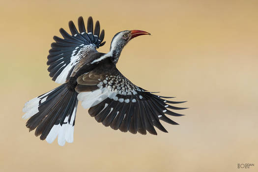 Southern red-billed hornbill