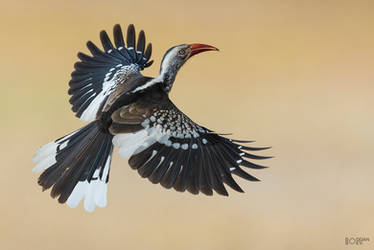 Southern red-billed hornbill