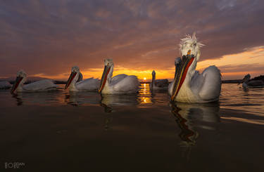 Dalmatian pelicans